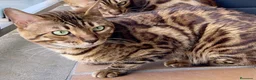 Bengalí gatos en venta: Gato Bengalí Macho  - Anuncio 7