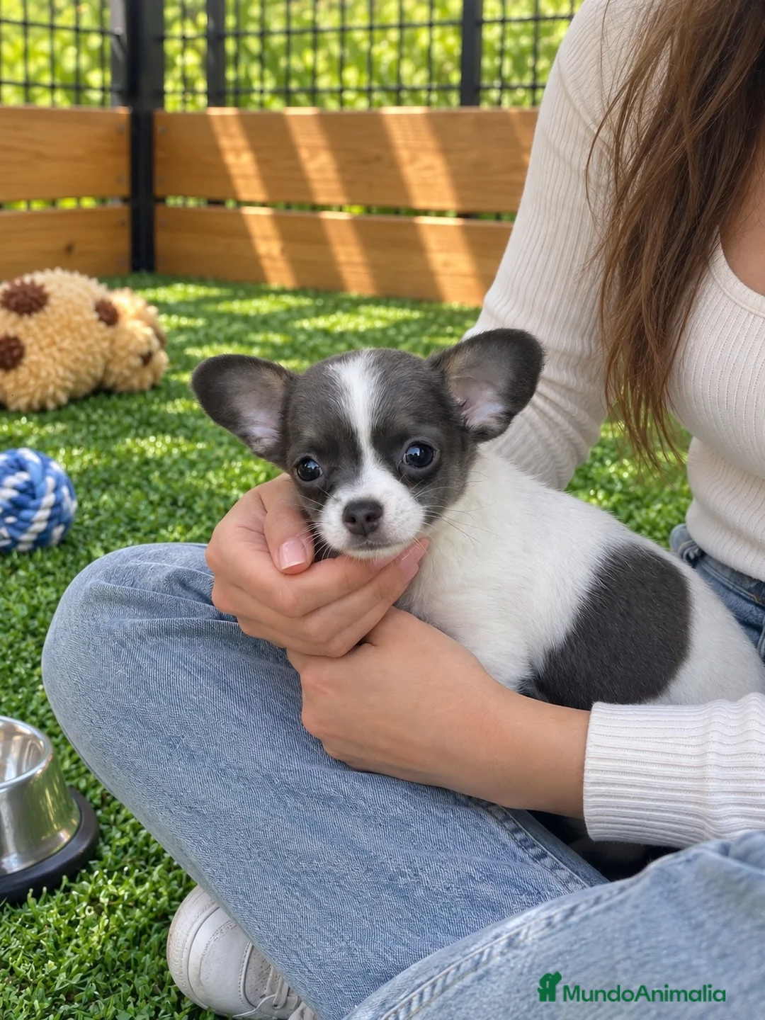 Chihuahua perros en venta: Chihuahuas color exótico - Anuncio 3