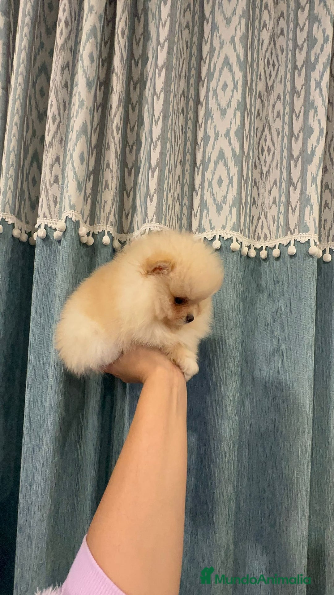 Pomerania perros en venta: Pomeranias súper mono y chatos - Anuncio 4