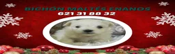 Bichón Maltés perros en venta: PRECIOSOS BICHON MALTES  LINEA TOY - Anuncio 18