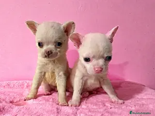 Chihuahua perros Chihuahua miniatura - Anuncio 1
