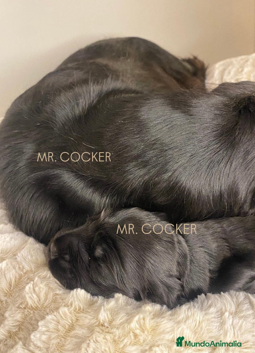 Cocker Spaniel Inglés perros en venta: CACHORRO COCKER SPANIEL INGLÉS  - Anuncio 8