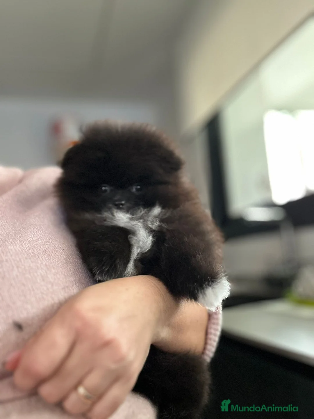 Pomerania perros en venta: Lulú de pomerania toy - Anuncio 5