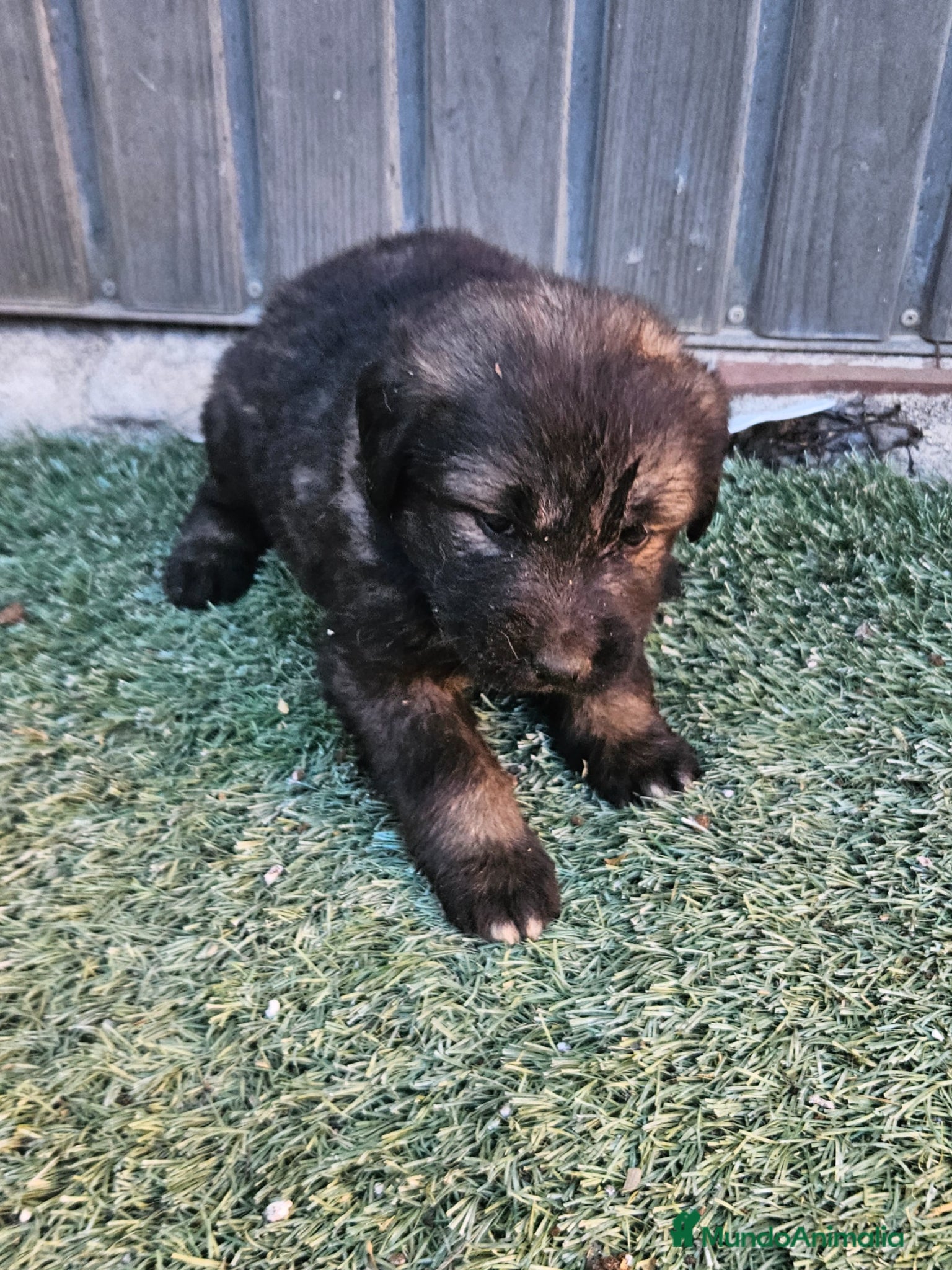 Pastor del Cáucaso perros en venta: Cachorro de pastor del caucaso - Anuncio 2