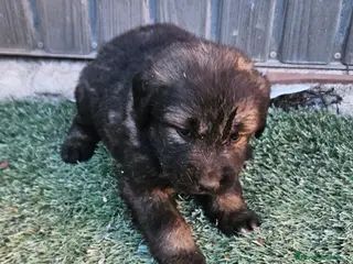 Pastor del Cáucaso perros en venta: Cachorro de pastor del caucaso - Anuncio 2