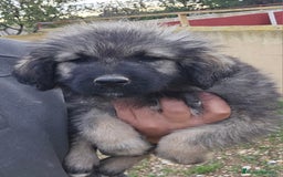 Pastor del Cáucaso perros en venta: Cachorra pastor del caucaso - Anuncio 2