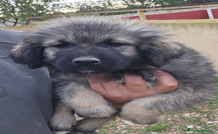 Pastor del Cáucaso perros Cachorra pastor del caucaso - Anuncio 1