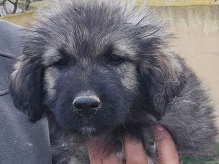 Pastor del Cáucaso perros Cachorra pastor del caucaso - Anuncio 35