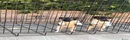 Fox Terrier de Pelo Liso perros en venta: Cachorras fox terrier pelo liso  - Anuncio 3