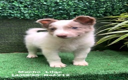 Border Collie perros en venta: BORDER COLLIE color lilac - Imagen 9