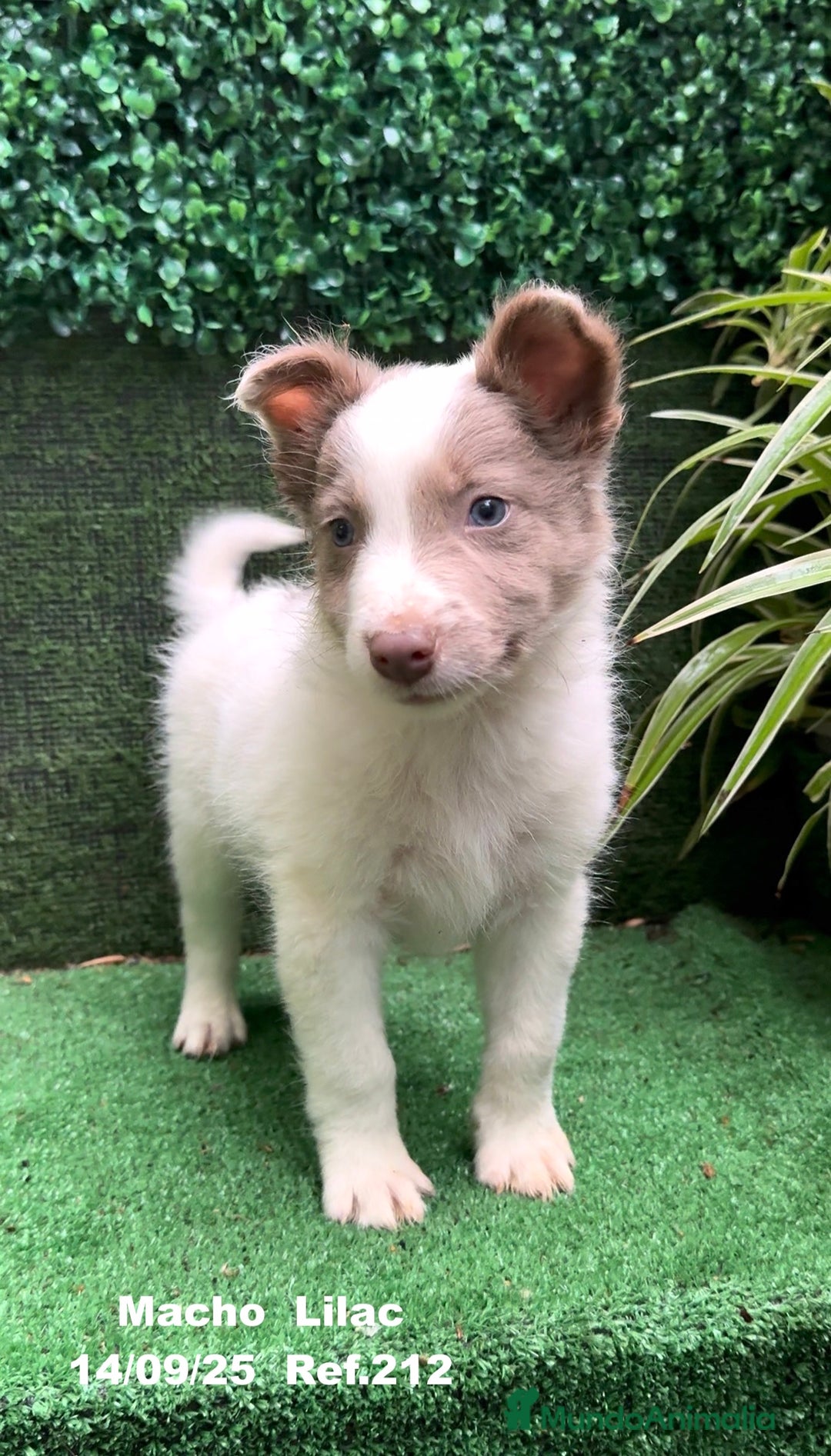 Border Collie perros en venta: BORDER COLLIE color lilac - Imagen 9