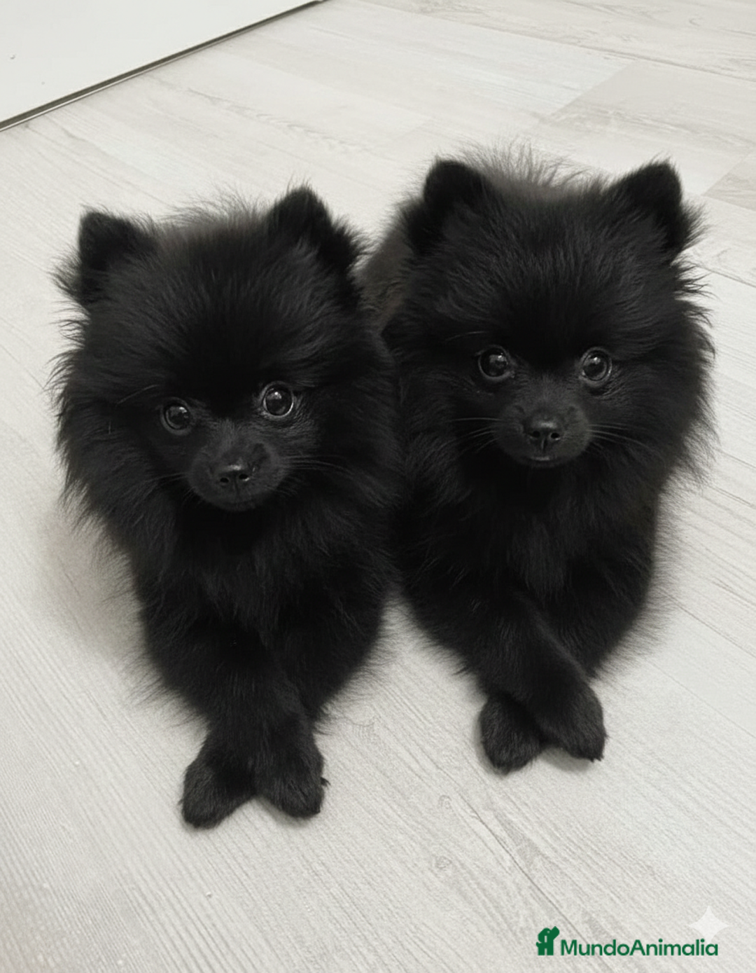 Pomerania perros en venta: CAMADA DE POMERANIA NEGROS 1H 1M DISPONIBLES 🐾 - Anuncio 1