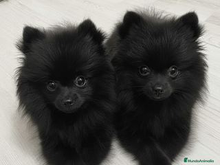 Pomerania perros CAMADA DE POMERANIA NEGROS 1H 1M DISPONIBLES 🐾 - Anuncio 1