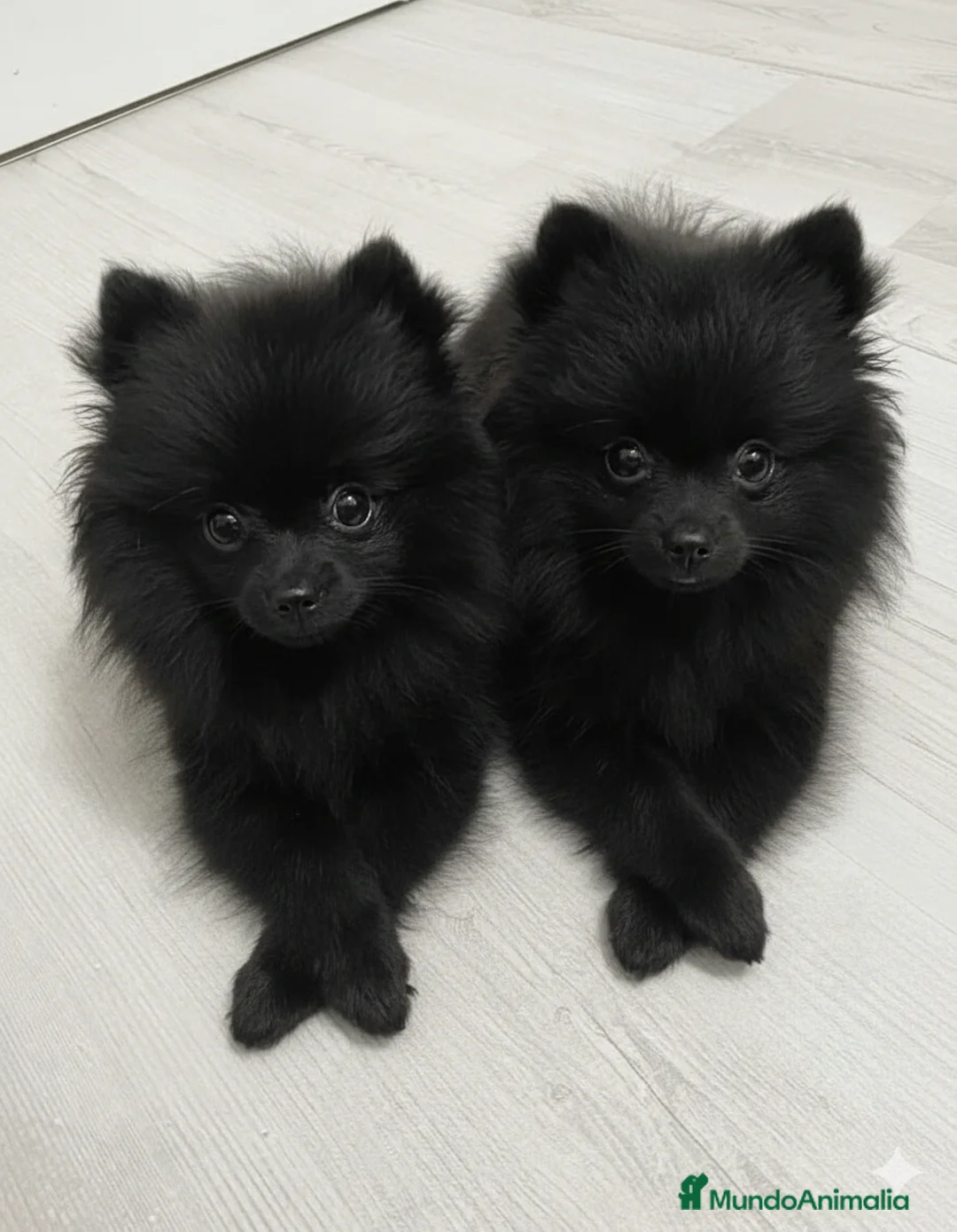 Pomerania perros en venta: CAMADA DE POMERANIA NEGROS 1H 1M DISPONIBLES 🐾 - Anuncio 1