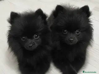 Pomerania perros CAMADA DE POMERANIA NEGROS 1H 1M DISPONIBLES 🐾 - Anuncio 30