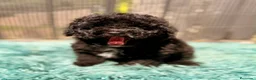 Caniche Toy perros en venta: Caniche Toy garantizado  - Anuncio 1