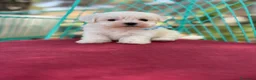 Bichón Maltés perros en venta: Bichon Maltés  - Anuncio 10