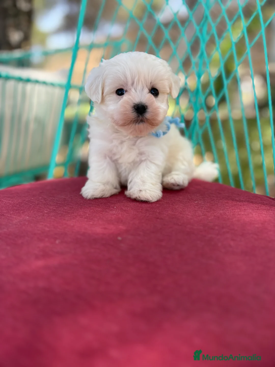 Bichón Maltés perros en venta: Bichon Maltés  - Anuncio 10