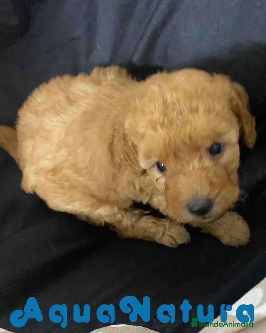 Havapoo perros en venta:  Havapoo Macho de Locaty y Can AQUANATURA - Anuncio 2