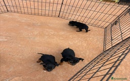 Pinscher Miniatura perros en venta: Pinscher miniatura negro fuego  - Anuncio 10