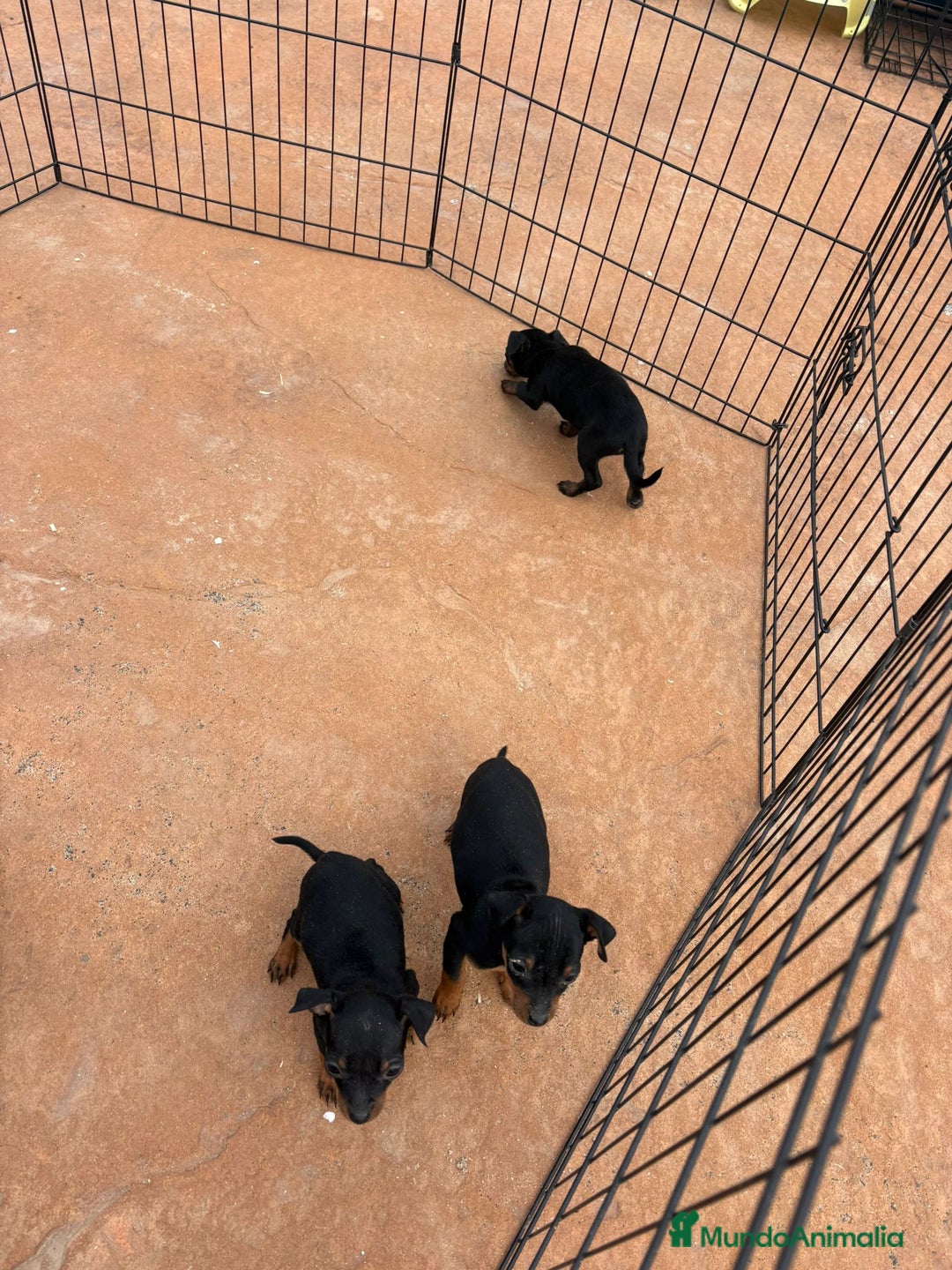Pinscher Miniatura perros en venta: Pinscher miniatura negro fuego  - Anuncio 10