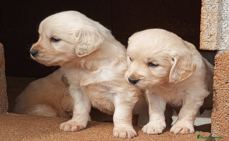 Golden Retriever perros - Anuncio 1