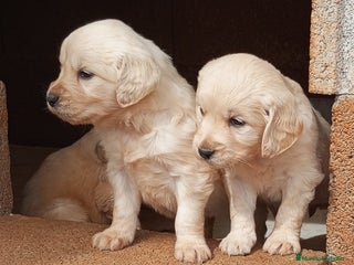 Golden Retriever perros - Anuncio 1