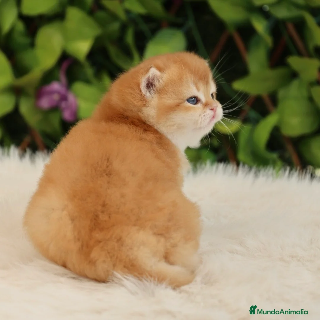 Británico de Pelo Corto gatos en venta: British Short Hair  - Anuncio 6