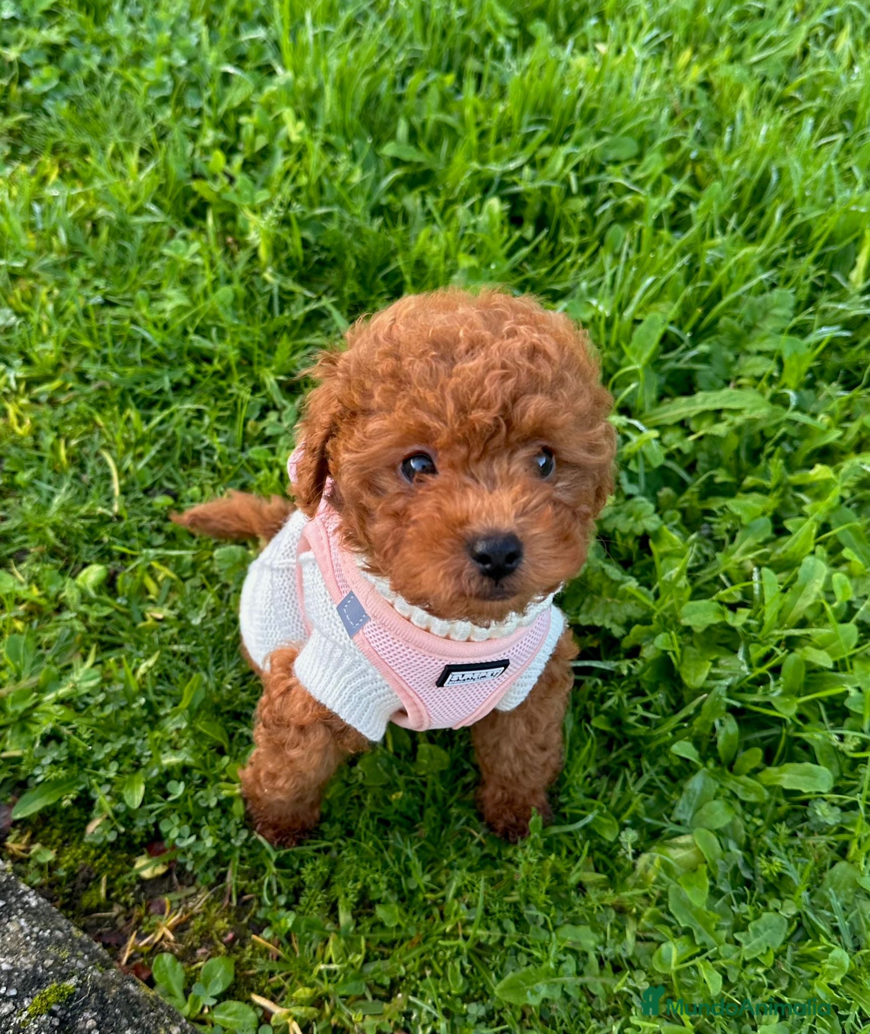 Caniche Toy perros Caniche Toy  - Anuncio 22