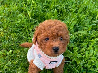 Caniche Toy perros Caniche Toy - Anuncio 22