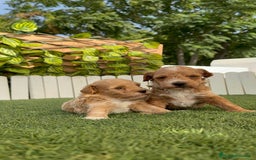Caniche Toy perros en venta: CANICHE TOY MACHO - Imagen 7