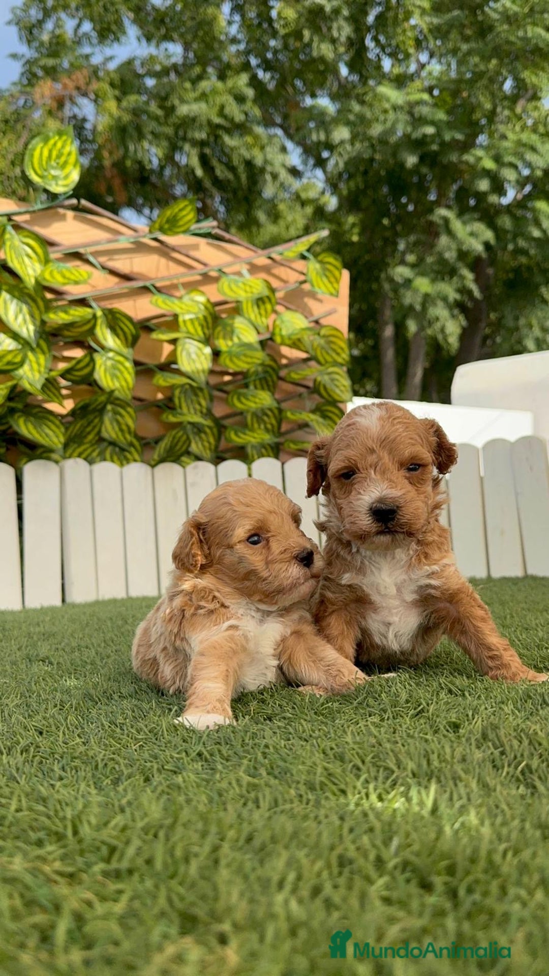 Caniche Toy perros en venta: CANICHE TOY MACHO - Imagen 7