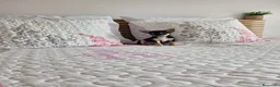 Chihuahua perros en venta: Chihuahua - Anuncio 4