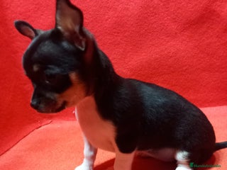 Chihuahua perros Hembra de chihuahua toy - Anuncio 3