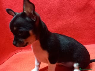 Chihuahua perros Hembra de chihuahua toy - Anuncio 19