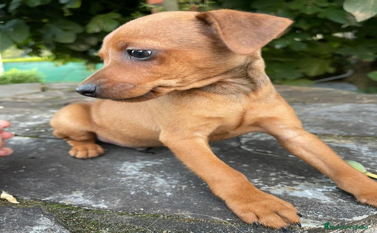 Pinscher Miniatura perros - Anuncio 1
