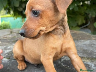 Pinscher Miniatura perros - Anuncio 4