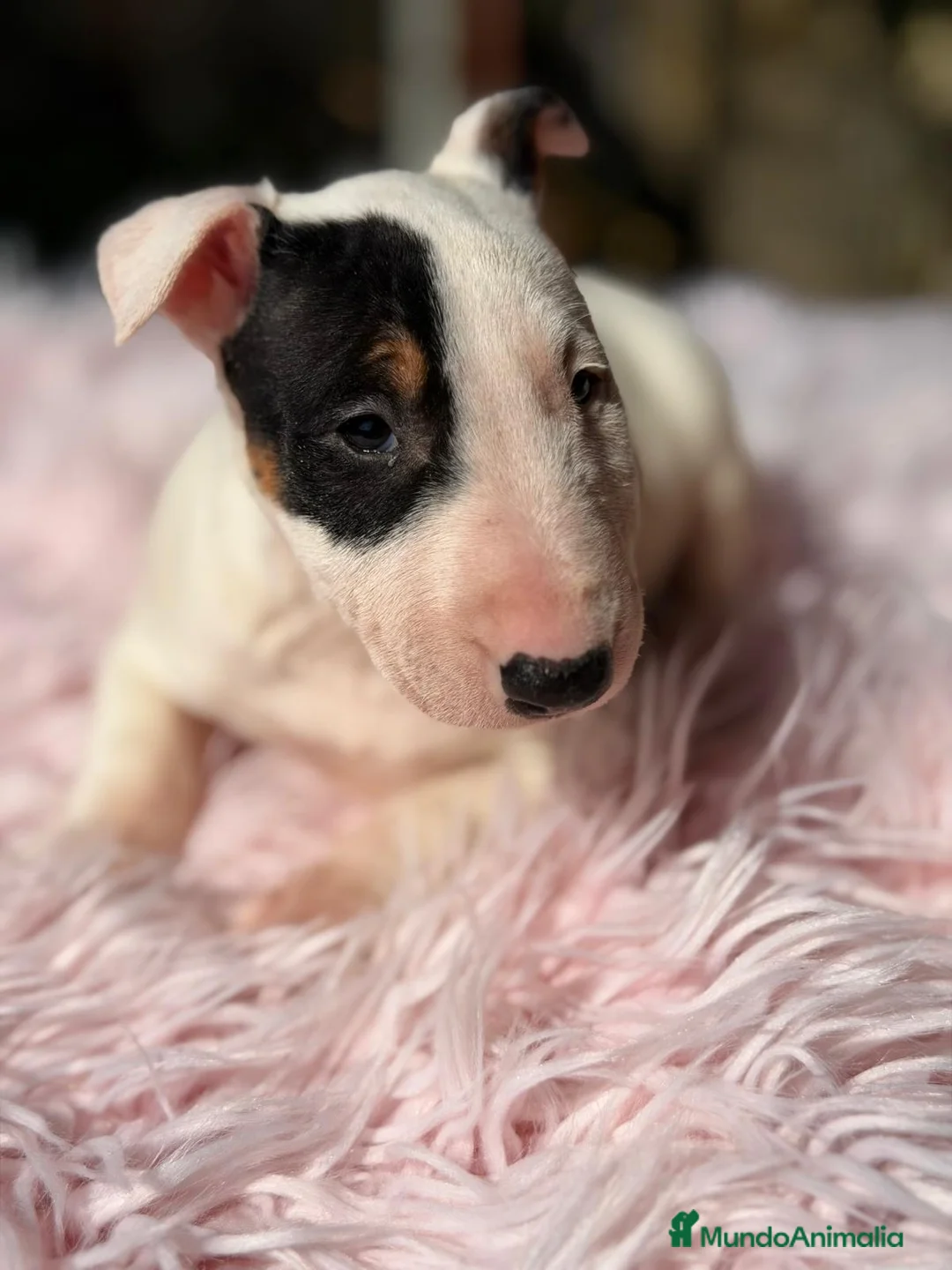 Bull Terrier Miniatura perros en venta: BULLTERRIER MINIATURA DISPONIBLES - Anuncio 2