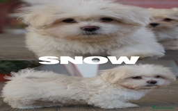 Maltipoo perros en venta: 🐾 Snow – Maltipoo macho blanco marfil 🐾 - Imagen 2