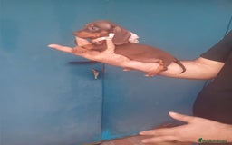 Teckel Miniatura perros en venta: hembritas cachorras de teckel  kaninchen  - Imagen 3
