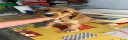Cocker Spaniel Inglés perros en venta: Cocker spanial inglés  - Anuncio 3