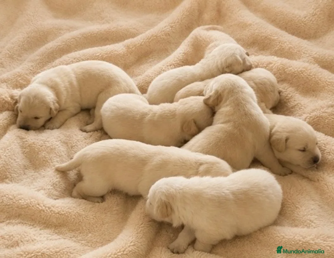 Labrador Retriever perros en venta: LABRADOR RETRIEVER  - Anuncio 7