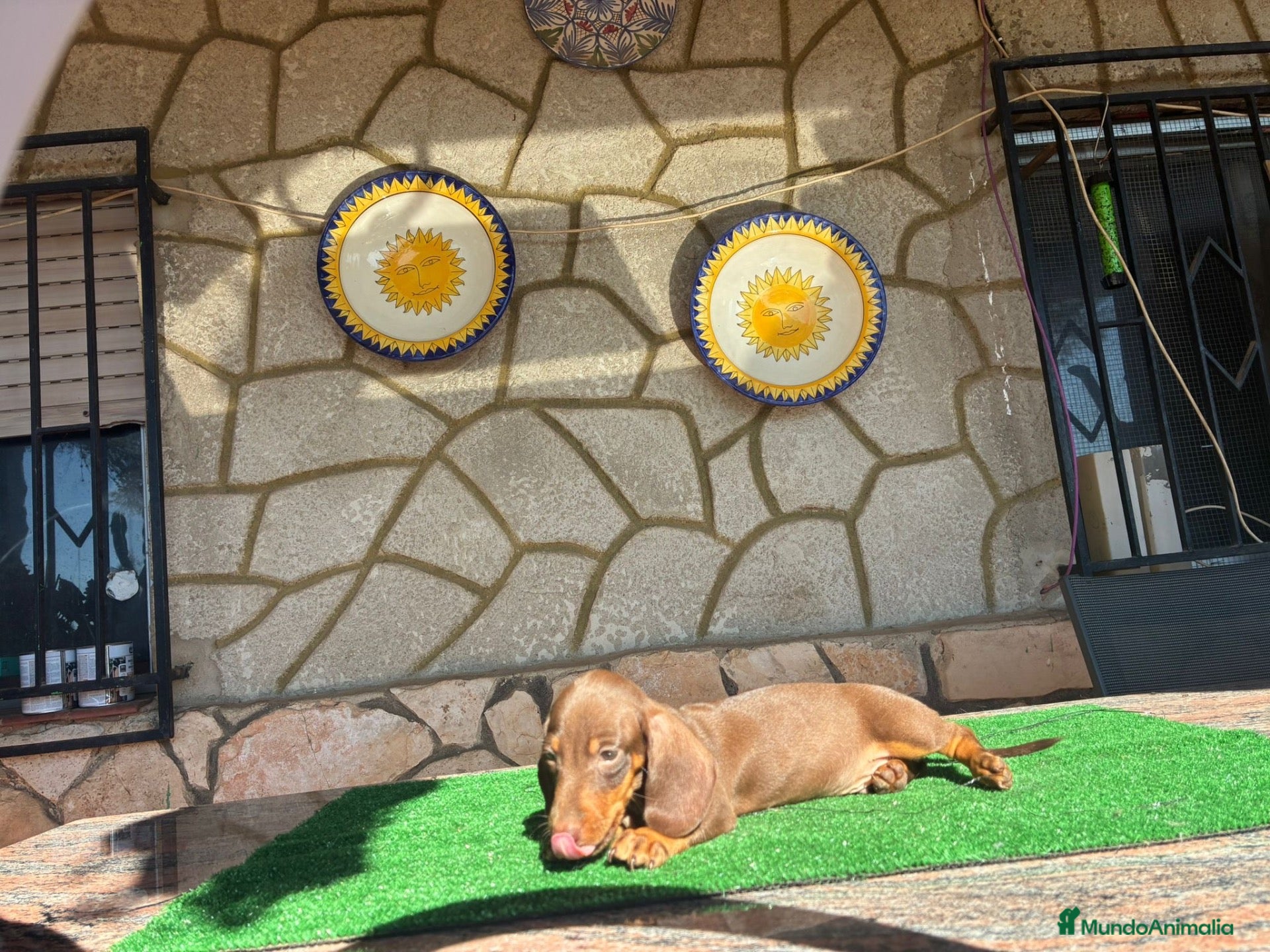 Teckel perros Teckel kaninchen - Anuncio 2