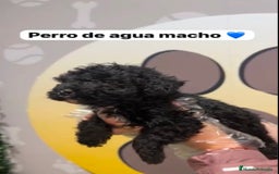 Perro de Agua Español perros en venta: 🐶 PEQUEÑO BEBÉ DE PERRO DE AGUA DISPONIBLE 🐶 - Imagen 2