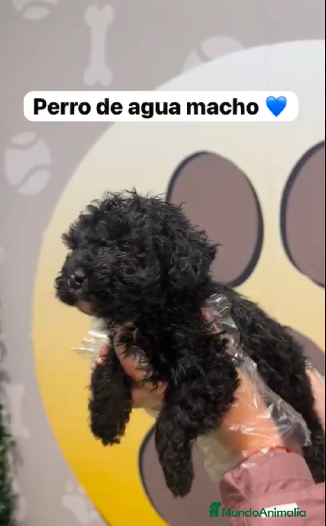 Perro de Agua Español perros en venta: 🐶 PEQUEÑO BEBÉ DE PERRO DE AGUA DISPONIBLE 🐶 - Imagen 2