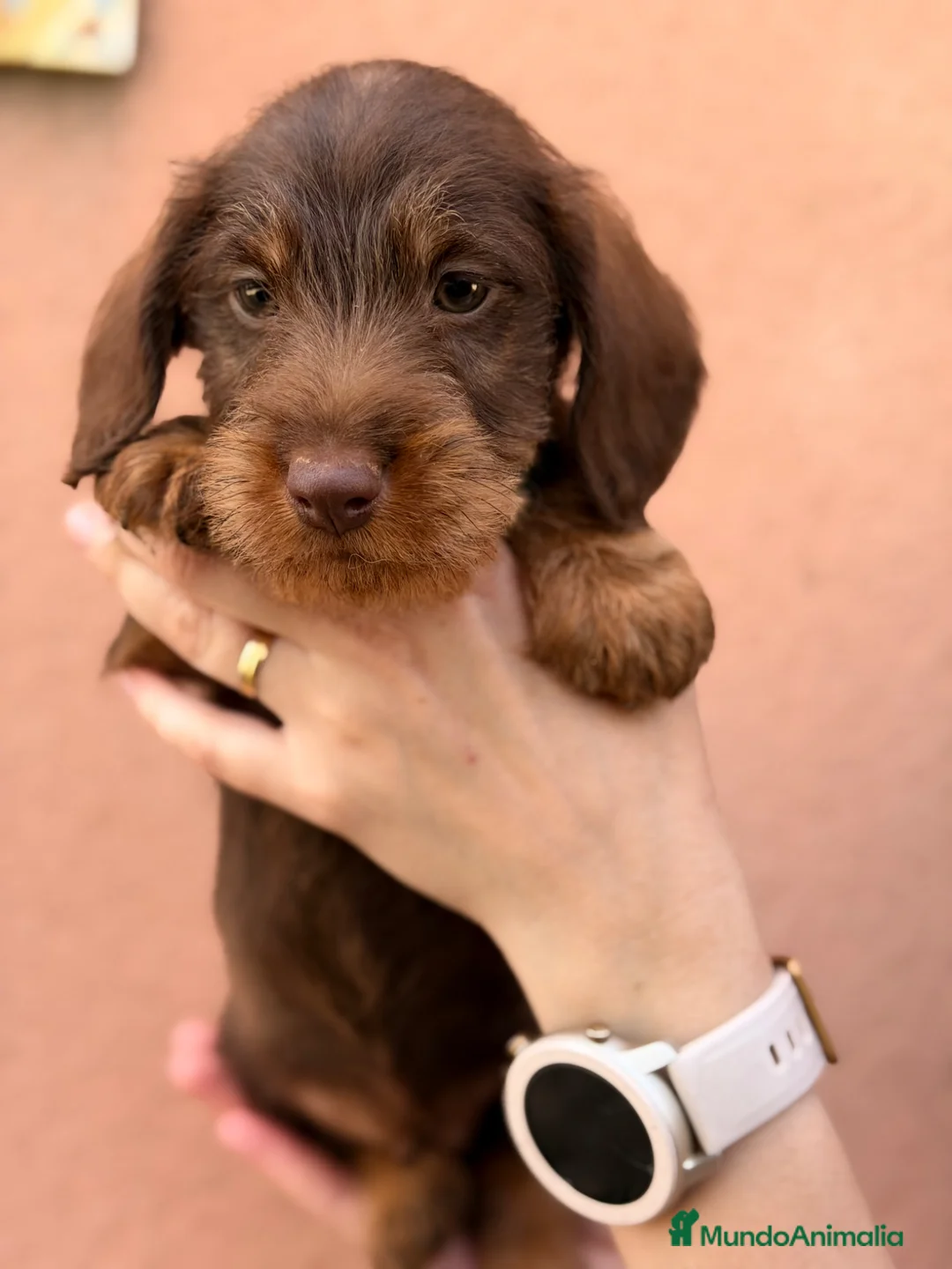 Teckel Miniatura perros en venta: Teckel pelo  largo  - Anuncio 2