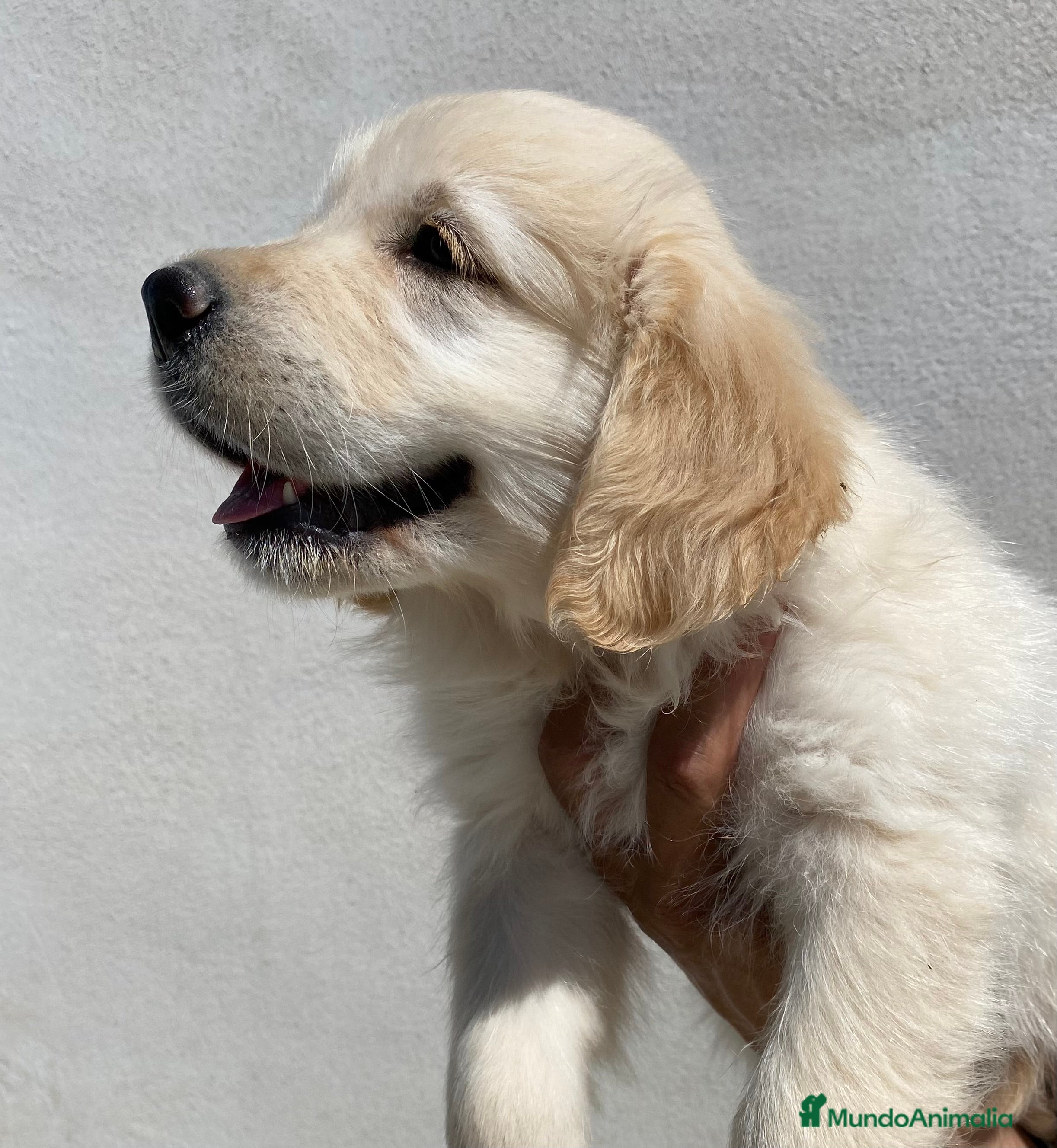 Golden Retriever perros Golden retriever  en Madrid - Anuncio 22