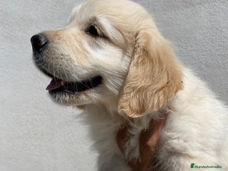 Golden Retriever perros en Madrid - Anuncio 4