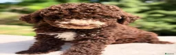 Perro de Agua Español perros en venta: Perro de agua chocolate  - Anuncio 2