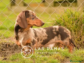 Teckel Miniatura perros Macho teckel miniatura color arlequín - Anuncio 1